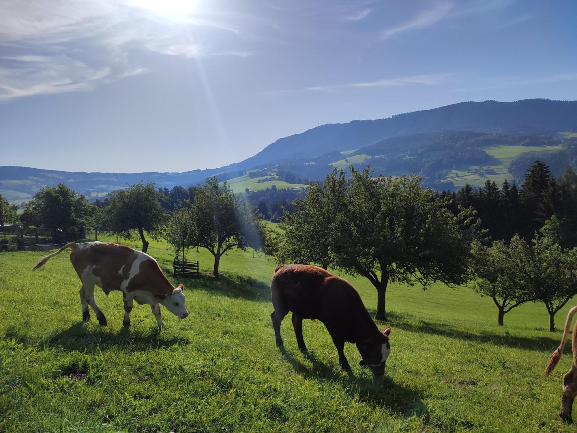 Promschhof Διαμέρισμα Semriach Εξωτερικό φωτογραφία